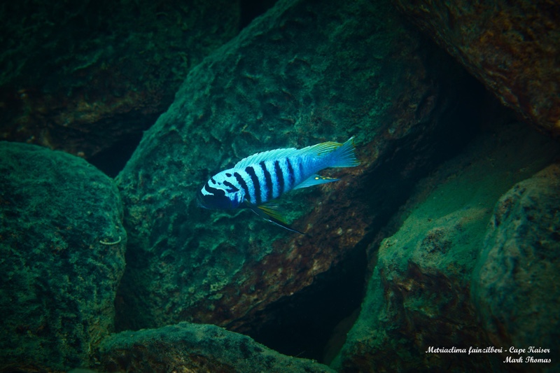 Maylandia fainzilberi 'Cape Kaiser'